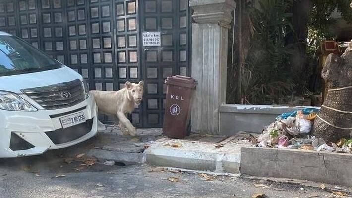 pet lion in street video viral pet lion in street video viral