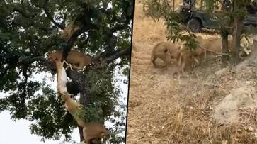 Six lions struggle for a deer in front of zoo visitors; watch video - gps Six lions struggle for a deer in front of zoo visitors; watch video - gps