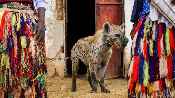 Hyena as pets a Nigerian experience Hyena as pets a Nigerian experience