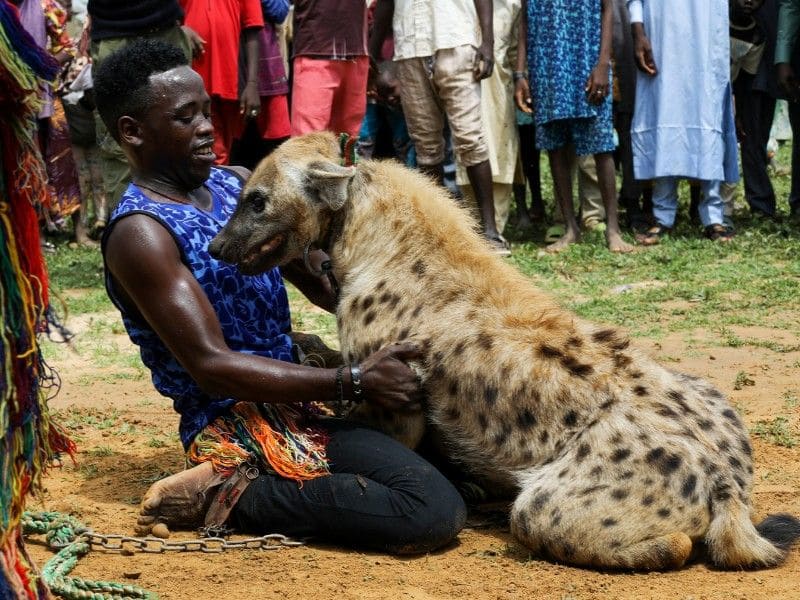 Hyena as pets a Nigerian experience