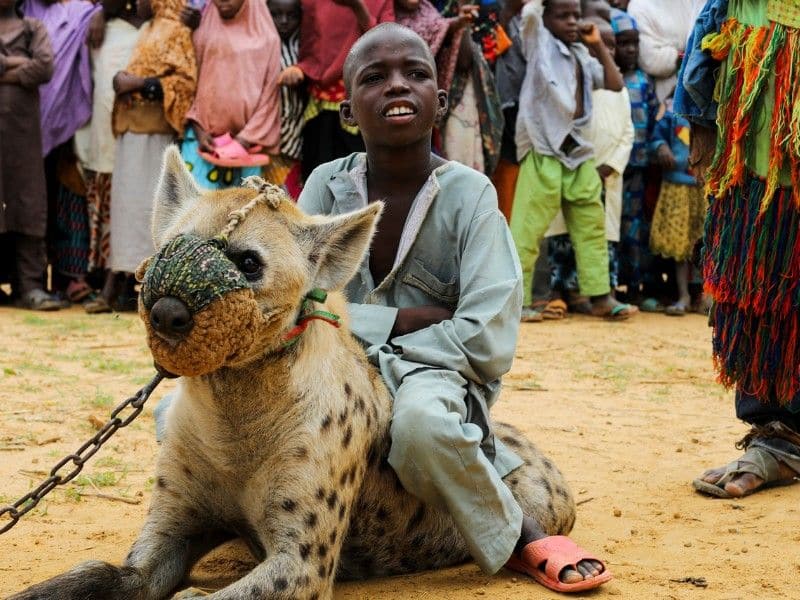 Hyena as pets a Nigerian experience