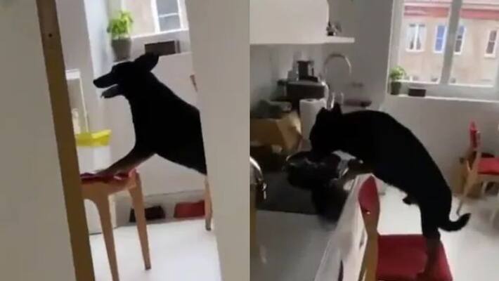 Clever dog caught stealing food from kitchen Clever dog caught stealing food from kitchen