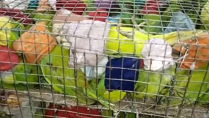 lots of parrot rescued from express train compartment in Malda bmm lots of parrot rescued from express train compartment in Malda bmm