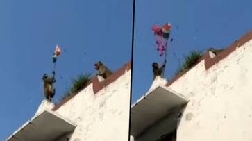 Monkeys hoist the tricolour on Independence day; watch viral video - gps Monkeys hoist the tricolour on Independence day; watch viral video - gps