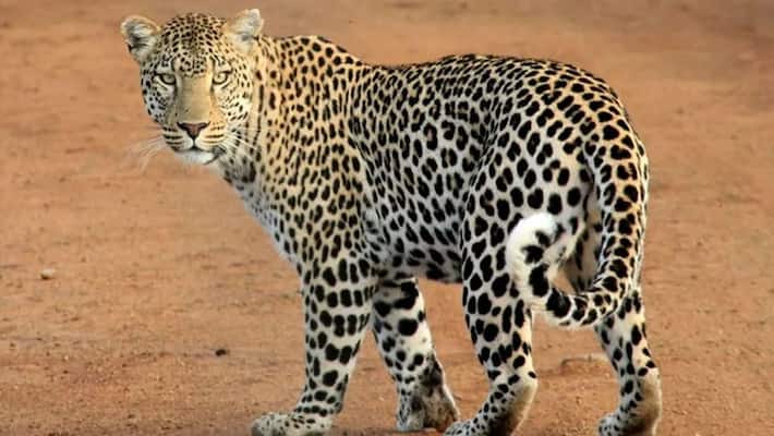 People outrage against Forest Department for Not Yet Catch Cheetah in Hubballi grg People outrage against Forest Department for Not Yet Catch Cheetah in Hubballi grg