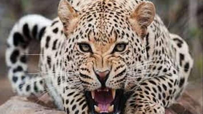 Leopard attacks woman at Aarey Milk Colony, sixth such incident this month bpsb Leopard attacks woman at Aarey Milk Colony, sixth such incident this month bpsb