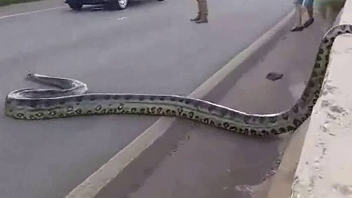 anaconda crossing road video goes viral anaconda crossing road video goes viral