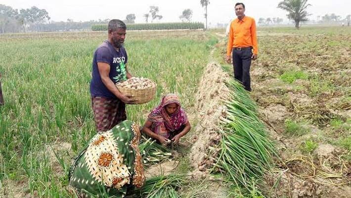 government emphasizing on onion cultivation in Murshidabad bmm government emphasizing on onion cultivation in Murshidabad bmm