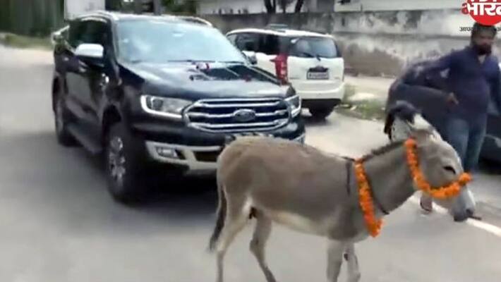 Donkey pulls Ford Endeavour to dealership after faulty car delivered Donkey pulls Ford Endeavour to dealership after faulty car delivered