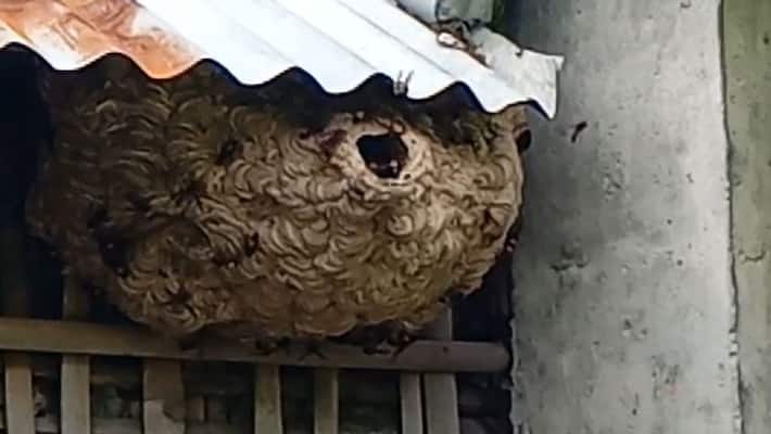 home guard Dies From wasp Bite in mangalore snr home guard Dies From wasp Bite in mangalore snr