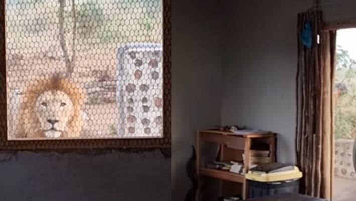 video in which a lion stands out of kitchen window video in which a lion stands out of kitchen window