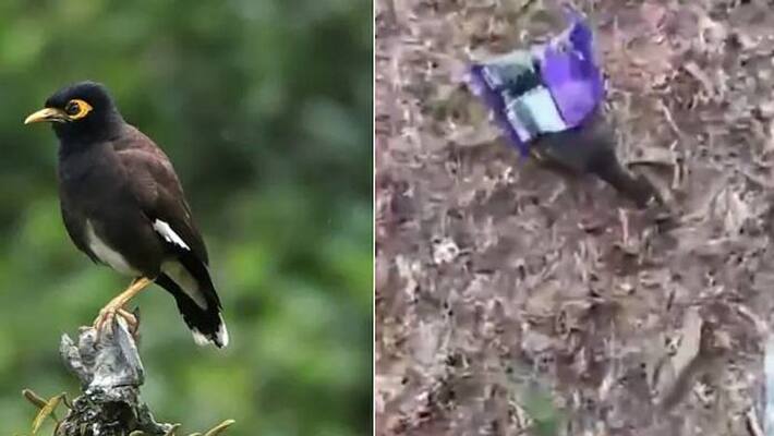 myna was trapped in a plastic packet video myna was trapped in a plastic packet video