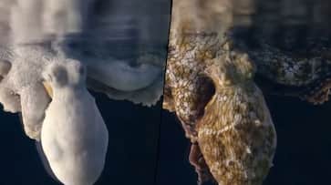 Octopus changes colours while dreaming, watch mesmerising video - gps Octopus changes colours while dreaming, watch mesmerising video - gps