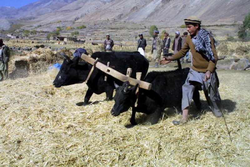 National Resistance Front defeat the Taliban in the Panchsheer Valley