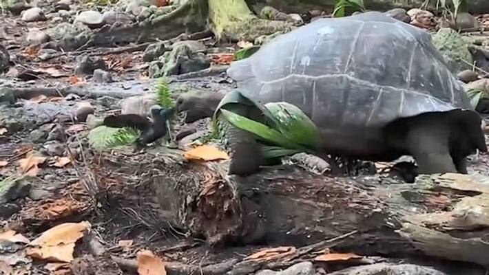 giant tortoise killing and eating a bird giant tortoise killing and eating a bird