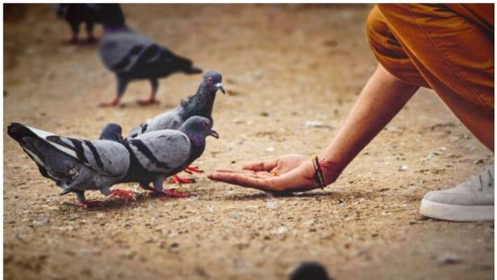 woman fined for excessive feeding of birds pigeons in uk woman fined for excessive feeding of birds pigeons in uk