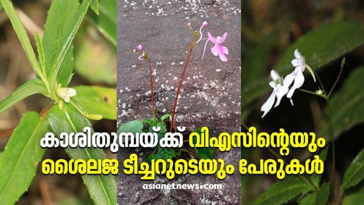 Names of VS Achuthanandan and Shailaja Teacher for the newly discovered Kaashi Thumba Names of VS Achuthanandan and Shailaja Teacher for the newly discovered Kaashi Thumba