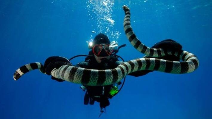 attacks by sea snakes during mating season attacks by sea snakes during mating season