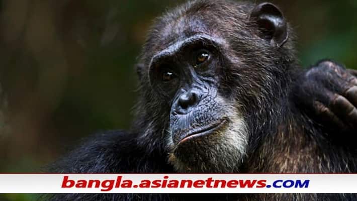 A Belgian woman has affair with chimpanzee, banned from Antwerp zoo ALB A Belgian woman has affair with chimpanzee, banned from Antwerp zoo ALB