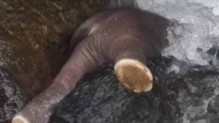 Elephant dead body found in Kalikavu forest Elephant dead body found in Kalikavu forest