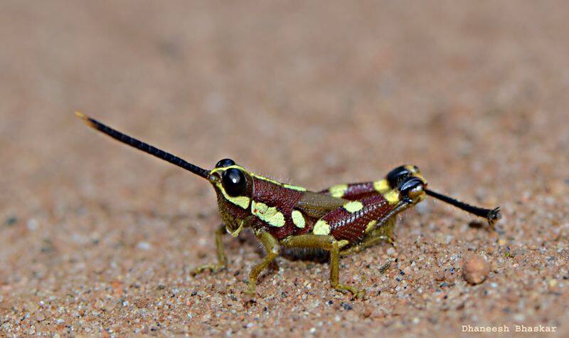 grasshopper name is Mopla British mind is to respect the indigenous people says the researcher Dhaneesh Bhaskar