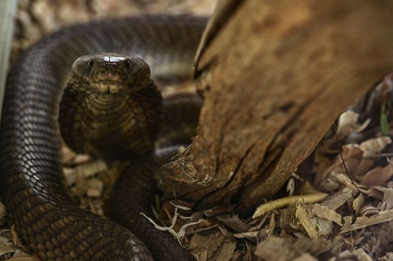 China in a horror incident chef got killed by snake bite after he chopped of its head