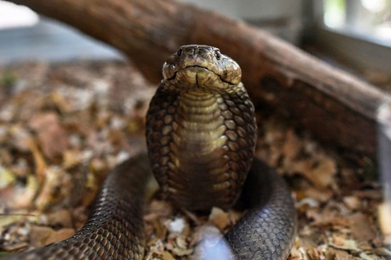 China in a horror incident chef got killed by snake bite after he chopped of its head