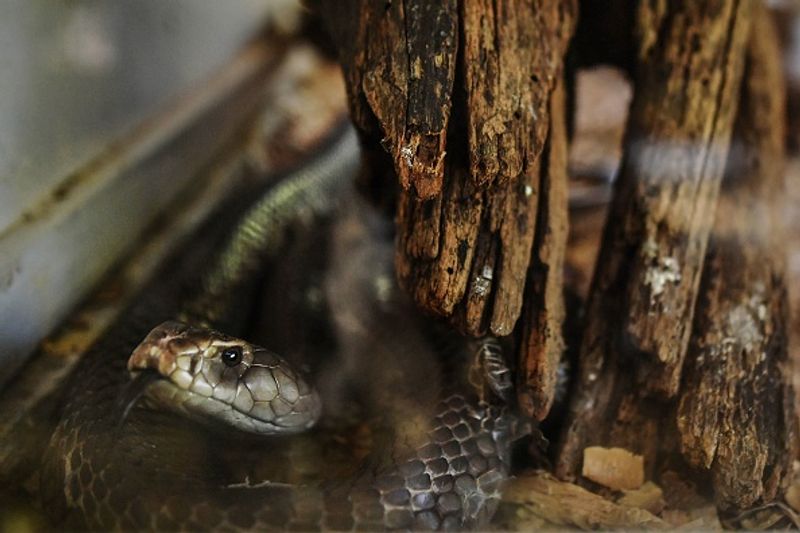 China in a horror incident chef got killed by snake bite after he chopped of its head