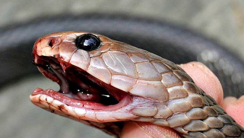 China in a horror incident chef got killed by snake bite after he chopped of its head