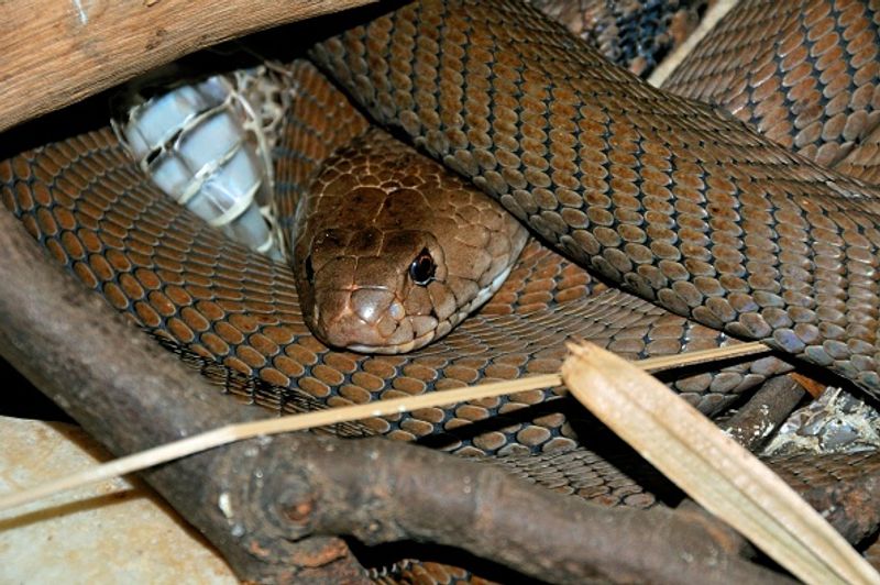 China in a horror incident chef got killed by snake bite after he chopped of its head