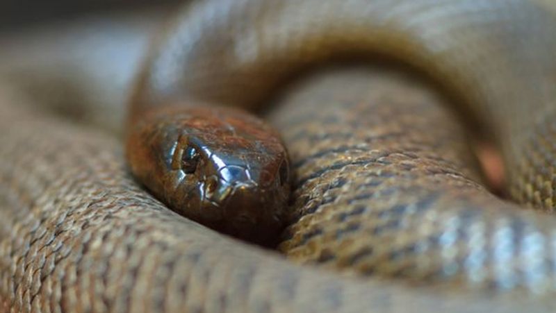 China in a horror incident chef got killed by snake bite after he chopped of its head