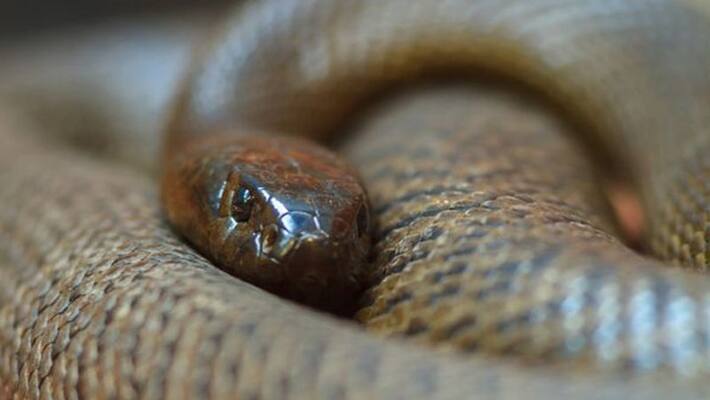 After learning to catch snakes by YouTube, man was bitten by a poisonous snake bpsb After learning to catch snakes by YouTube, man was bitten by a poisonous snake bpsb