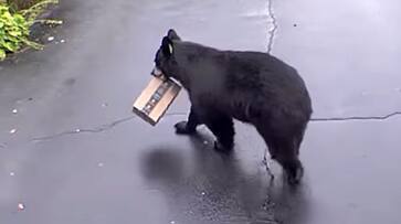 Woman records bear stealing an Amazon package from the front of her house - gps Woman records bear stealing an Amazon package from the front of her house - gps