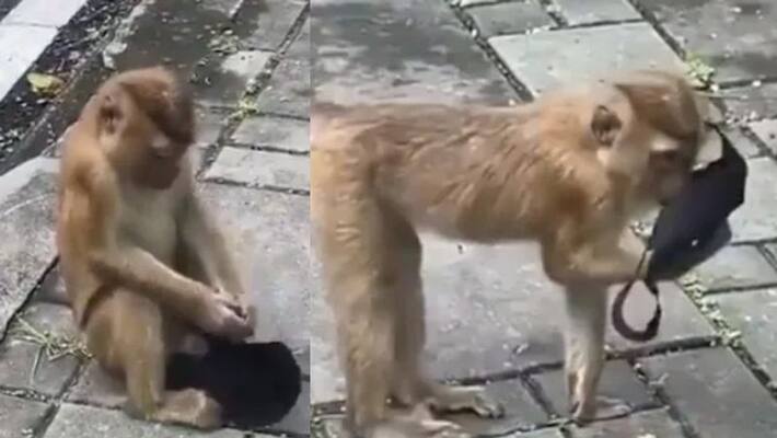 Monkey finds a mask in viral video Monkey finds a mask in viral video