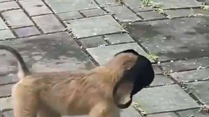 viral video: monkey covered his face on the mask viral video: monkey covered his face on the mask