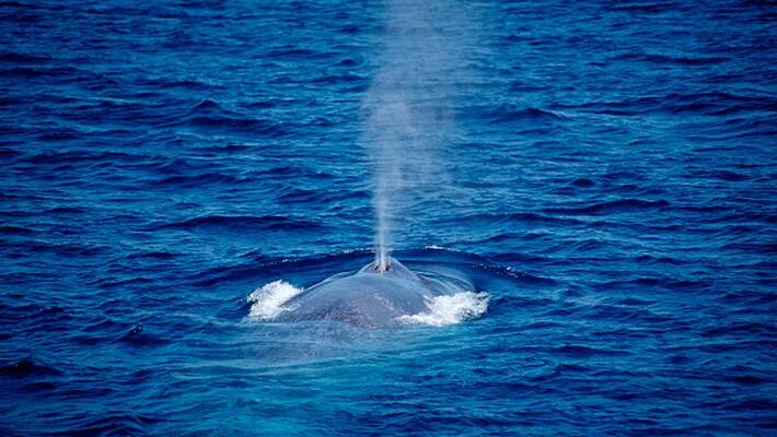 Scientists Record Blue Whale Sound off the Lakshadweep Islands in first time Scientists Record Blue Whale Sound off the Lakshadweep Islands in first time