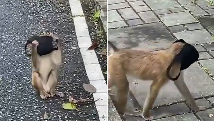Monkey putting on facemask leaves internet in splits bmm Monkey putting on facemask leaves internet in splits bmm