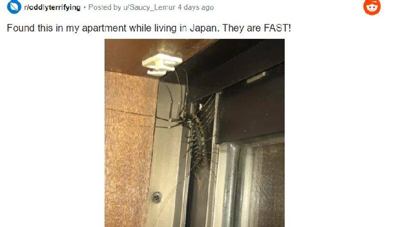 man shares photo of giant centipede