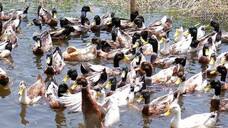 Ducks import from Tamil Nadu after Mass ducks death in Alappuzha
