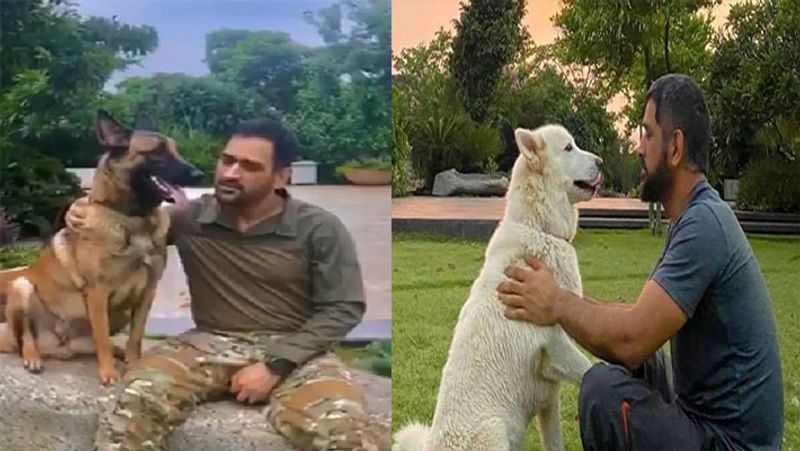International Dog Day 2021: virat Kohli to Sachin tendulkar, these cricketers have most expensive pets with them