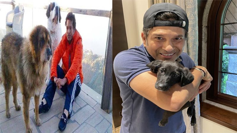 International Dog Day 2021: virat Kohli to Sachin tendulkar, these cricketers have most expensive pets with them