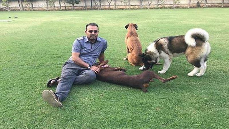 International Dog Day 2021: virat Kohli to Sachin tendulkar, these cricketers have most expensive pets with them