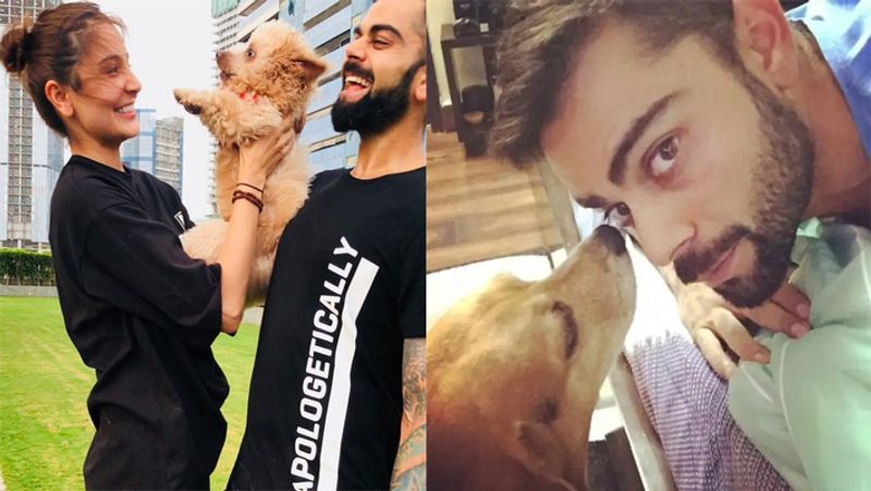 International Dog Day 2021: virat Kohli to Sachin tendulkar, these cricketers have most expensive pets with them