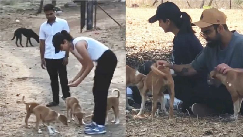 International Dog Day 2021: virat Kohli to Sachin tendulkar, these cricketers have most expensive pets with them