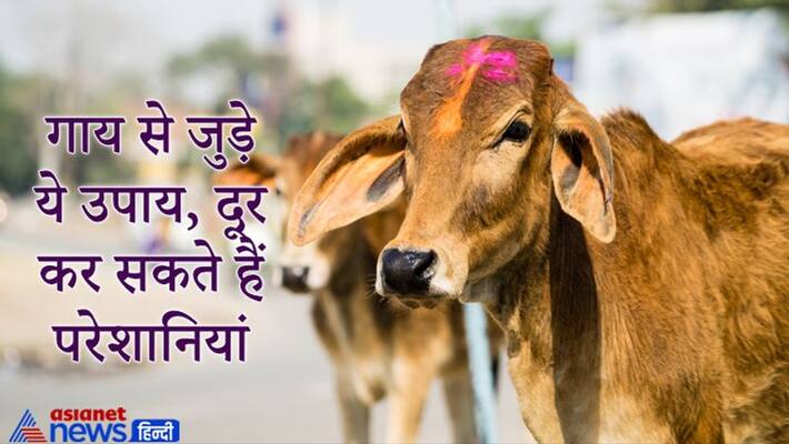 These remedies of cow, may solve your problems These remedies of cow, may solve your problems