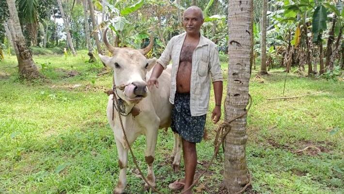 A milkman assists a cow of a farmer affected covid A milkman assists a cow of a farmer affected covid