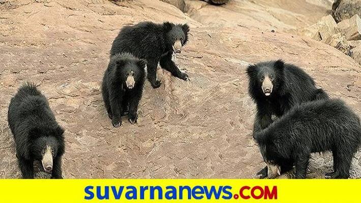 Safari Service Started at Daroji Sloth Bear Sanctuary in Hosapete grg Safari Service Started at Daroji Sloth Bear Sanctuary in Hosapete grg