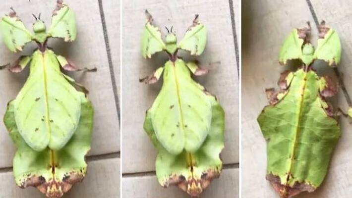 giant leaf insect viral video giant leaf insect viral video