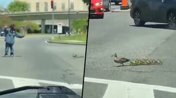 Man helps a duck and her ducklings to cross a busy road; viral video make your day - gps Man helps a duck and her ducklings to cross a busy road; viral video make your day - gps