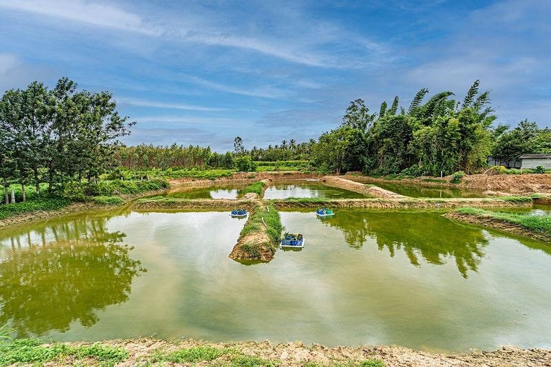Allergan an AbbVie company rejuvenates the 28.1-acre Bingipura Lake Bengaluru mah